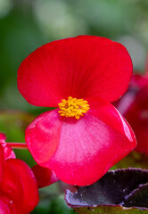 Obraz premium Close-up of a red begonia flower