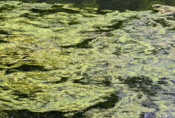 Many Spirogyra algae on the water surface