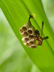 Wasp and wasp nest on nature background