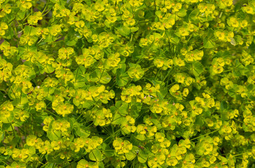 Close-up of many Euphorbia paniculata plants with flowers