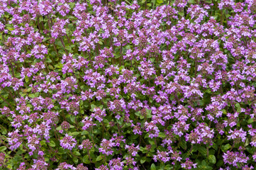 Close-up of many Breckland thyme flowers