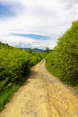 A dirt country road among green bushes