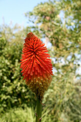 Close-up of a brightly coloured Kniphofia flower, also known as Red Hot Poker or Torch Lily, with...