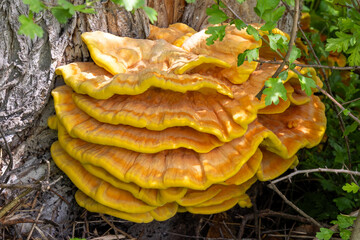 A group of many Laetiporus sulphureus mushrooms