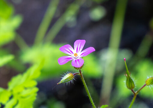Close-up of a Geranium robertianum flower