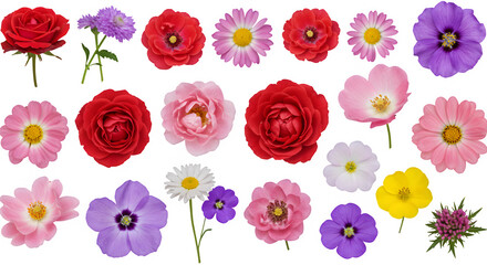 Collection of bright garden and wildflowers, perfect for seasonal or floral design. isolated on white or transparent background. PNG cutout.