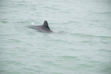 Commerson's dolphin (Cephalorhynchus commersonii) in Puerto Deseado