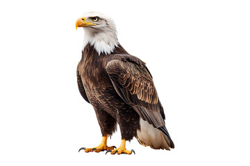 Fototapeta premium Eagle isolated on transparent background