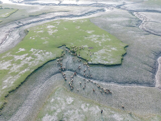 Aerial view of a flock of sheep grazing in a serene coastal area surrounded by wetland and river, Musapur Union, Companiganj, Chattogram, Bangladesh.