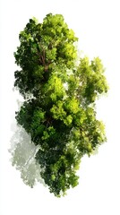 Fototapeta premium Tree Top View from Below with Green Leaves and Branch Structure on White Background Artistic Illustration