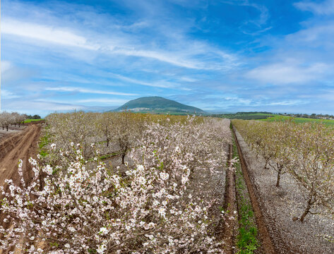 Aerial view of blossom almond plantation, Mount Tabor, Lower Galilee, Israel.