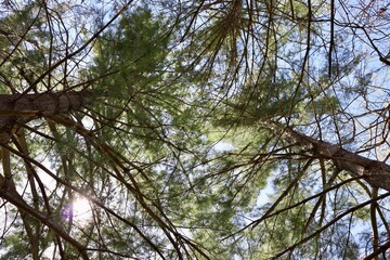 Fototapeta premium The tall pine trees in the forest with the sky background.