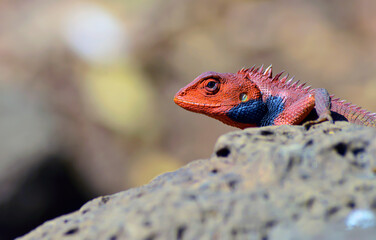 An orange-red headed lizard with blue markings crouches alertly on porous volcanic rock, its spiny...