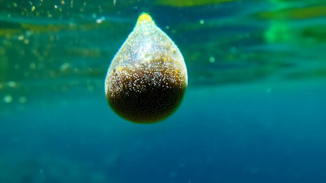 Close-up of ascidian, tunicates, sea squirts, marine invertebrates, under clear ocean water showing surface covered with tiny white spots