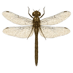 Realistic 4K Dragonfly Illustration