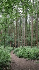 Obraz premium A woodland tree scene with a forest trail in springtime