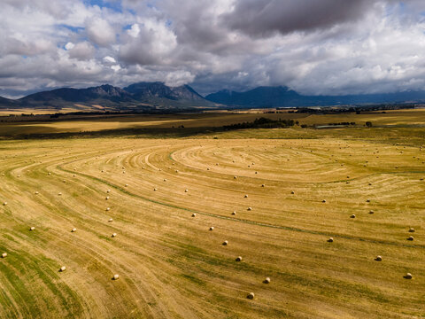 Aerial view of wheat farm harvest in Tulbagh with stormy clouds in background in the Swartland region of the Western Cape, South Africa.
