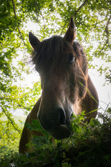Close-up portrait of a horse in nature, low angle view