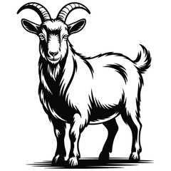 goat on a white background