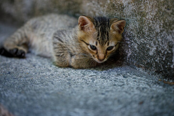 Scared tabby kitten hiding near a wall, abandoned and vulnerable