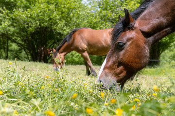 Close-up of brown horse grazing in the meadow