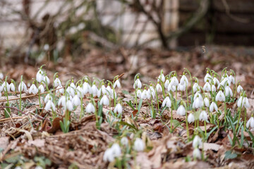 
A meadow with many snowdrops blooming among fallen brown leaves, with trees visible in the background.
