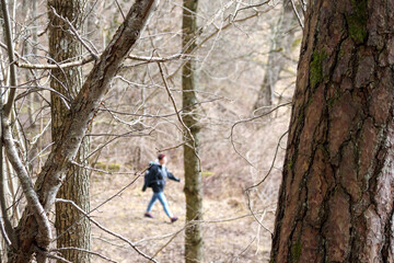 
forest landscape with many trees growing on moss-covered ground and fallen leaves.