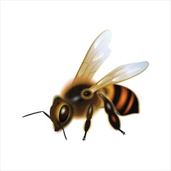 Honey bee isolated on white background