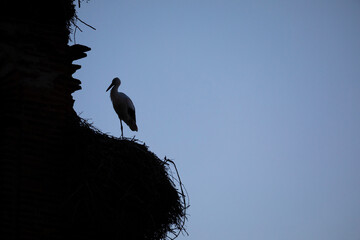 A church bell tower with storks and stork nests in Burgos at dusk.