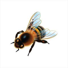 Honey bee isolated on white background