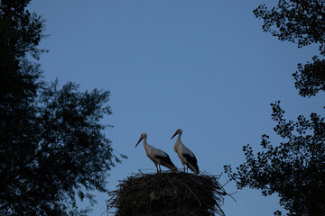 Two storks in their nest at dusk, among trees with a blue sky, province of Burgos