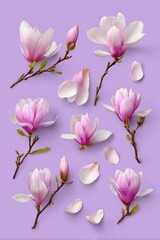Obraz premium Overhead Flat Lay of Pink Magnolia Flowers and Petals on a Light Purple Background for Springtime Beauty