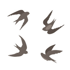 Set of cute black swift flying on white background cartoon bird animal design