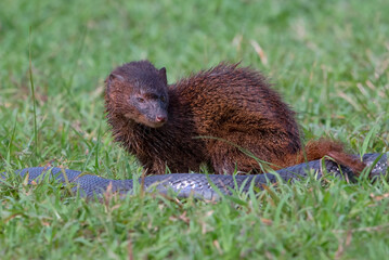 A mongoose is hunting snakes for its food