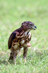 a Crested goshawk eagle fighting with snake