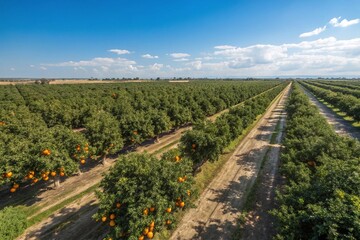 Aerial View of a Thriving Orange Orchard Under a Clear Blue Sky