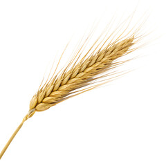 A whole single barley ear isolated on a transparent background