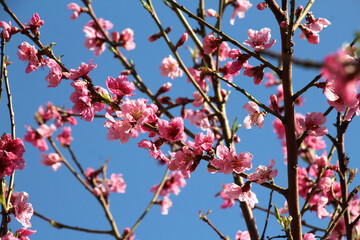 A peach blossoms on a tree branch