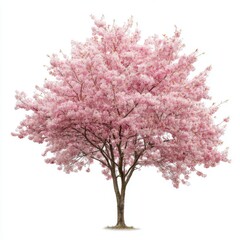 Obraz premium Isolated full cherry blossom tree in full bloom against white background studio shot botanical beauty