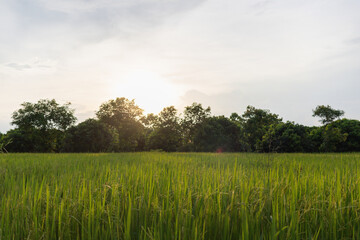 Beautiful green rice fields in the morning and good yields, but the trend is against falling...