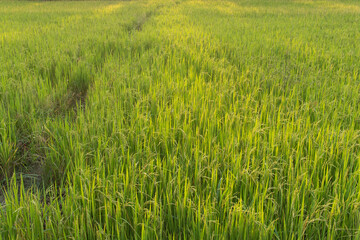Beautiful green rice fields in the morning and good yields, but the trend is against falling prices, causing farmers to suffer and urging the government to come up with a price control policy to help.