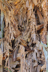 The background of dried leaves or dried banana leaves inside a farmer's banana plantation has been blown by the wind until the leaves are damaged and waiting to be collected for further use.