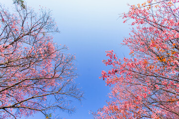 Smooth Focus, Thailand cherry blossom Sakura in Chiang Mai is a beautiful scenery background of cherry blossom Sakura rising on a high mountain peak in Chiang Mai and has become a tourist attraction.