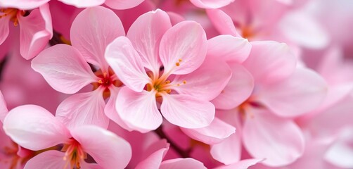 Soft pink cherry blossom petals, delicate texture, close-up view, close up, springtime