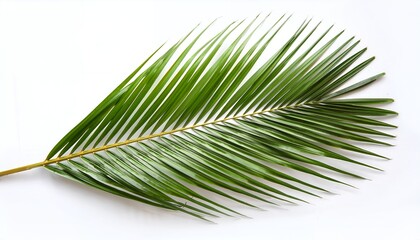 Obraz premium A vibrant palm leaf, showcasing lush green fronds isolated on a white background, perfect for any tropical-themed project
