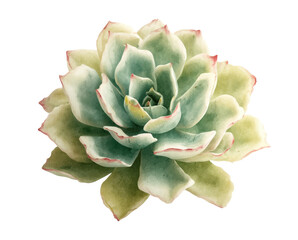 Fototapeta premium Beautiful succulent plant for home decor and gardening ideas, cut out transparent