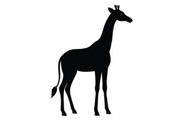 giraffe vector illustration