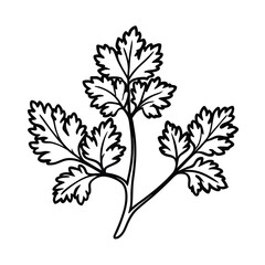 outline of coriander line art illustration