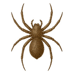 Realistic 4K Spider Illustration