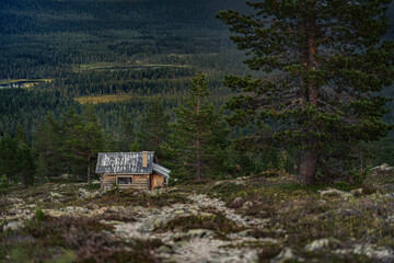 A weathered log cabin rests on a mountain slope, surrounded by purple heath, overlooking a boreal pine forest and serene ponds in Idre Dalarna, Sweden, on a summer evening.
